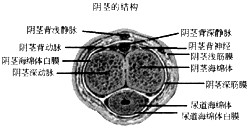 由外向内依次为皮肤,阴茎浅深筋膜及白膜 b.