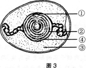 图3是家鸽的受精卵的示意图,能发育成胚胎的是.