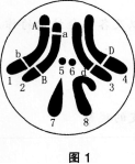 图1为果蝇体内某个细胞的示意图.下列相关叙述正确的是(  ).