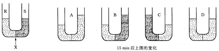 一u形管中装有两种不同的溶液r和s,并为一半透性膜(x)隔开.