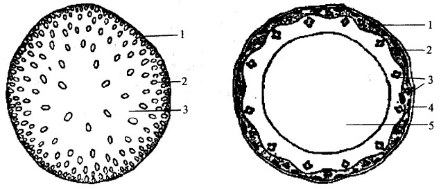 玉米茎(左图)和小麦茎(右图)的横切结构图解.