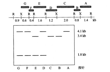 dna片段a到g被用作探针,与膜进行杂交,结果如图所示