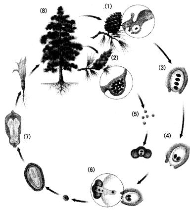 为什么我们称种子植物的两类为裸子植物和被子