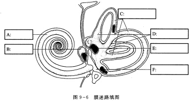 膜迷路填图(图9—6)