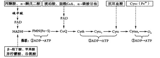 下列代谢物经相应特异脱氢酶催化脱下的2h,不能经过nadh呼吸链氧化的