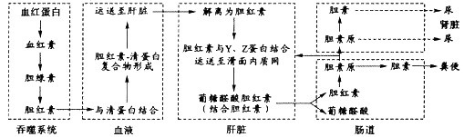 最佳答案 正确答案:d 解析:胆红素的代谢