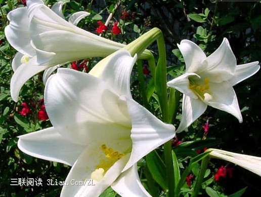 百合花的象征意义+-+百科教程网