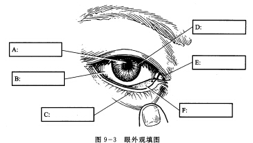 眼球壁的三層結構由外至內依次是().a.視網膜,血管膜,纖維膜b.