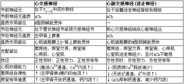 ①交感神經末梢興奮時釋放的去甲腎上腺素作用於心肌細胞膜的β腎上腺