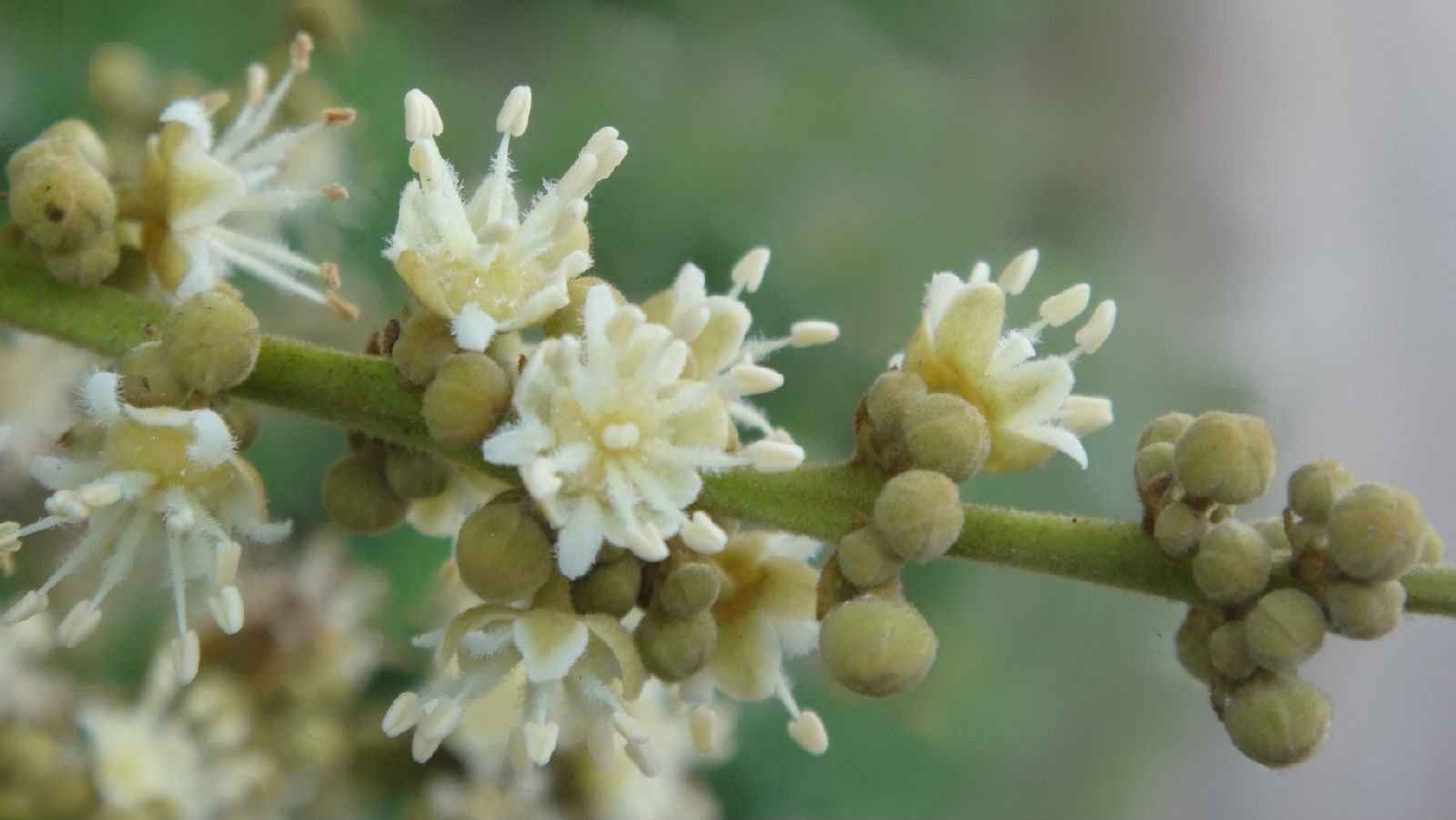 立春龙眼荔枝管理的注意事项